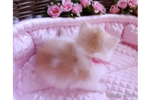 成約済の埼玉県のノルウェージャンフォレストキャット-86915の3枚目