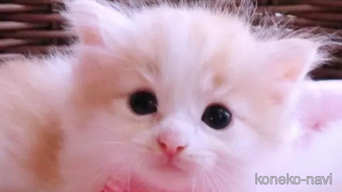 成約済の埼玉県のノルウェージャンフォレストキャット-86915の1枚目