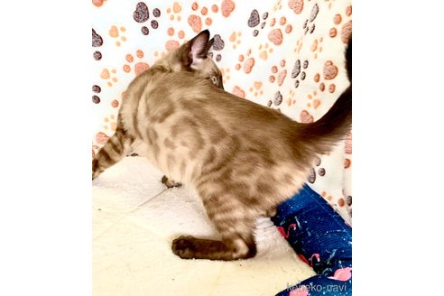 成約済の静岡県のベンガル-76541の18枚目