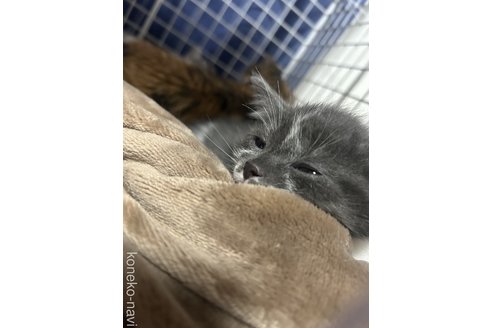 成約済の宮城県のスコティッシュフォールド-84501の16枚目