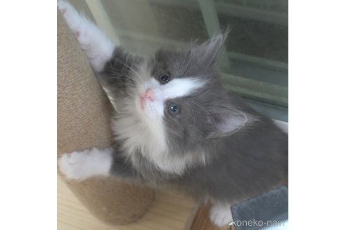 成約済の茨城県のノルウェージャンフォレストキャット-82904の3枚目