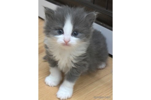 成約済の茨城県のノルウェージャンフォレストキャット-82904の2枚目