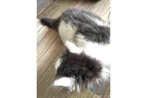 成約済の北海道のラガマフィン-83548の2枚目