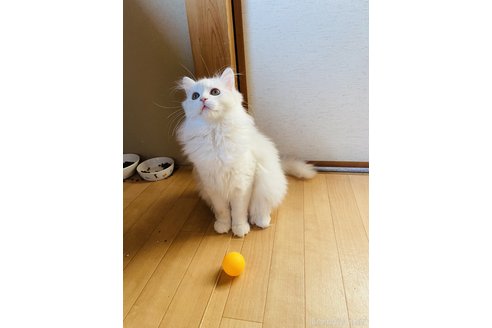 ノミちゃん1枚目