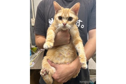 みたらしちゃん1枚目