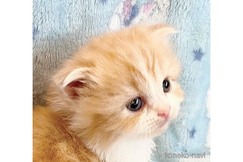 成約済の福島県のマンチカン-87113の2枚目