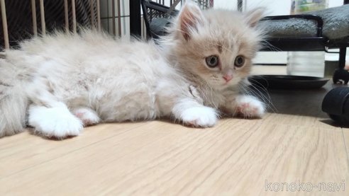 成約済の愛知県のマンチカン(短足)-87123の3枚目