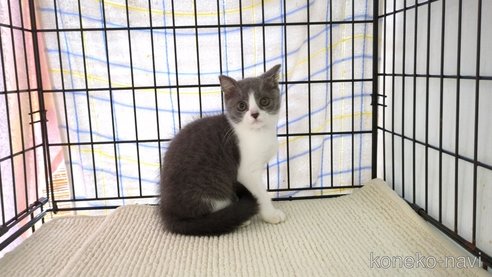 成約済の茨城県のブリティッシュショートヘア-87176の1枚目