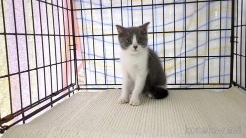 成約済の茨城県のブリティッシュショートヘア-87176の5枚目