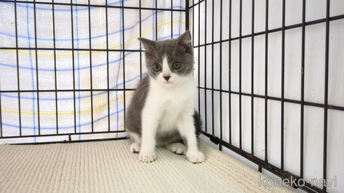 成約済の茨城県のブリティッシュショートヘア-87176の4枚目