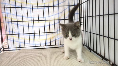 成約済の茨城県のブリティッシュショートヘア-87176の3枚目