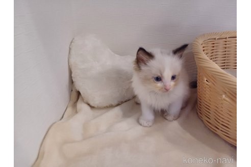 成約済の東京都のラグドール-87181の5枚目