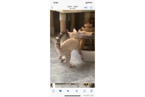 成約済の群馬県のベンガル-79476の3枚目