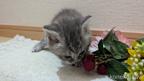 成約済の広島県のスコティッシュフォールド-85435の112枚目