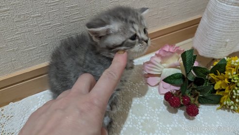 成約済の広島県のスコティッシュフォールド-85435の109枚目