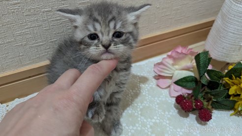 成約済の広島県のスコティッシュフォールド-85435の111枚目