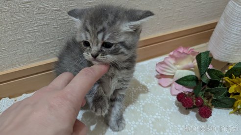 成約済の広島県のスコティッシュフォールド-85435の107枚目
