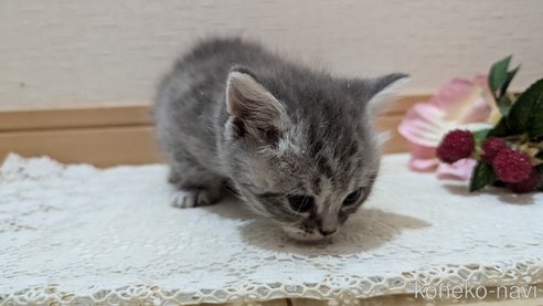 成約済の広島県のスコティッシュフォールド-85435の108枚目