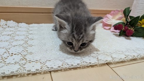 成約済の広島県のスコティッシュフォールド-85435の102枚目