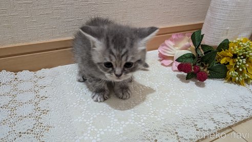 成約済の広島県のスコティッシュフォールド-85435の101枚目