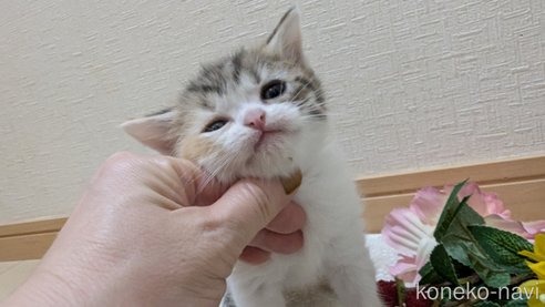 成約済の広島県のスコティッシュフォールド-85433の111枚目