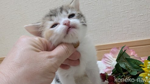 成約済の広島県のスコティッシュフォールド-85433の109枚目