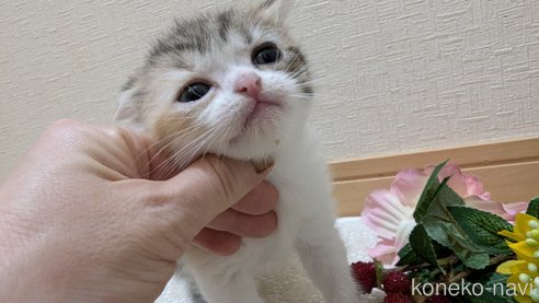 成約済の広島県のスコティッシュフォールド-85433の110枚目