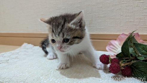 成約済の広島県のスコティッシュフォールド-85433の108枚目