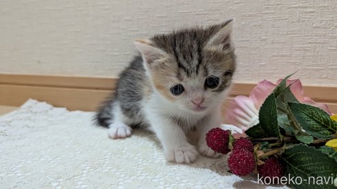成約済の広島県のスコティッシュフォールド-85433の104枚目