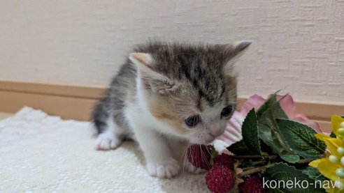 成約済の広島県のスコティッシュフォールド-85433の98枚目