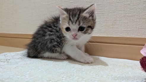 成約済の広島県のスコティッシュフォールド-85433の99枚目
