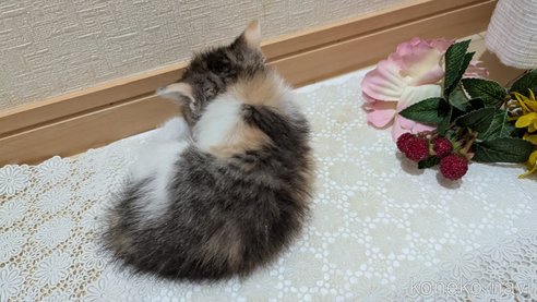 成約済の広島県のスコティッシュフォールド-85433の92枚目