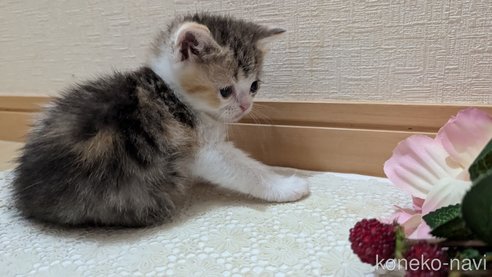 成約済の広島県のスコティッシュフォールド-85433の89枚目