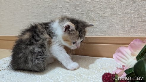 成約済の広島県のスコティッシュフォールド-85433の87枚目
