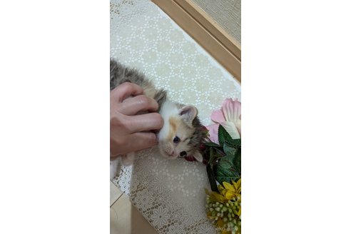 成約済の広島県のスコティッシュフォールド-85433の85枚目