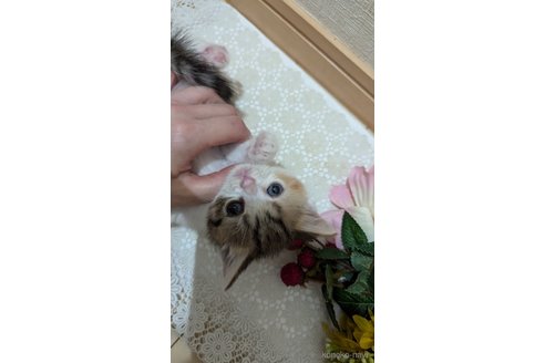 成約済の広島県のスコティッシュフォールド-85433の82枚目