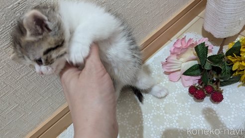 成約済の広島県のスコティッシュフォールド-85433の79枚目