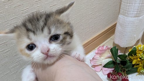 成約済の広島県のスコティッシュフォールド-85433の76枚目