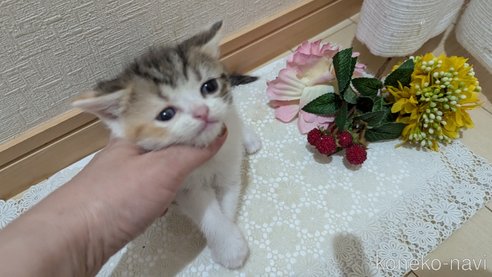 成約済の広島県のスコティッシュフォールド-85433の77枚目