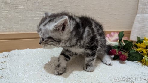 成約済の広島県のスコティッシュフォールド-85437の149枚目