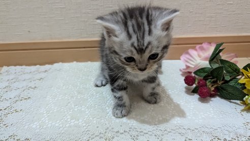 成約済の広島県のスコティッシュフォールド-85437の134枚目