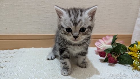 成約済の広島県のスコティッシュフォールド-85437の135枚目