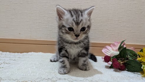 成約済の広島県のスコティッシュフォールド-85437の131枚目