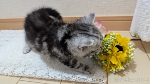 成約済の広島県のスコティッシュフォールド-85437の122枚目