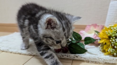 成約済の広島県のスコティッシュフォールド-85437の113枚目