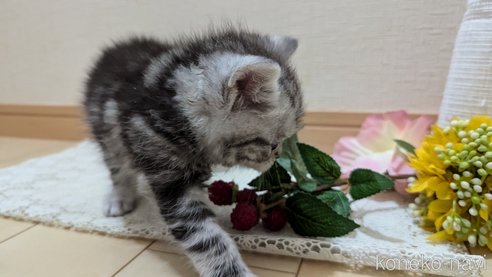 成約済の広島県のスコティッシュフォールド-85437の112枚目