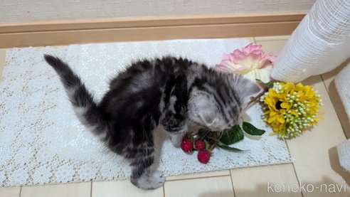 成約済の広島県のスコティッシュフォールド-85437の110枚目