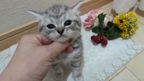 成約済の広島県のスコティッシュフォールド-85440の103枚目