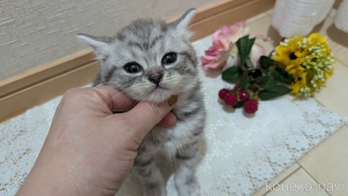 成約済の広島県のスコティッシュフォールド-85440の104枚目