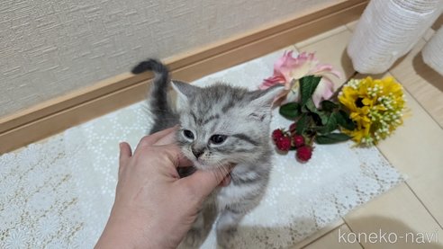 成約済の広島県のスコティッシュフォールド-85440の105枚目
